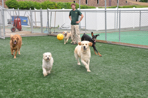 Picture of Whiskers Pet Resort & Spa Photo for project