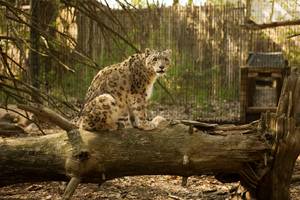 Picture of Binder Park Zoo Snow Leopard Exhibit Photo for project