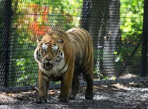 Picture of John Ball Zoo Tiger Exhibit Photo for project